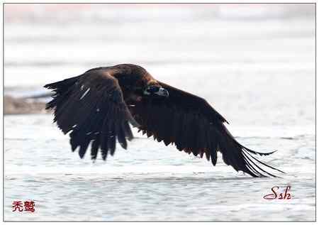 京城猛禽【组图】 京城猛禽【组图】