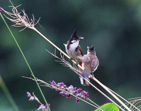 母子俩－－小鹎