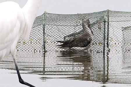 不吐不快：深圳红树林 不和谐