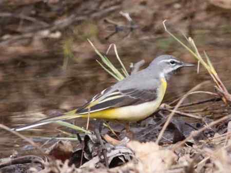 公园拍的几种小鸟,非常可爱.