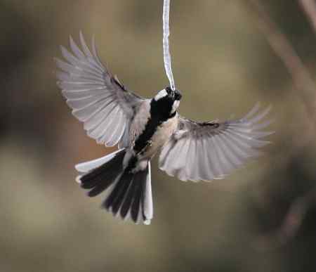 大山雀完美悬飞吃冰棍！