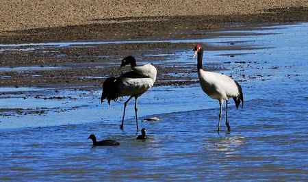 鹤舞高原：三大国宝之一