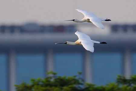 等候黑臉琵鷺出现