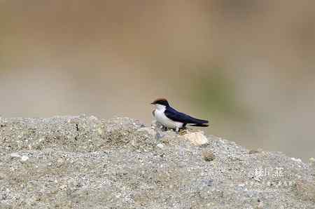 车峰峪原画幅鸟片