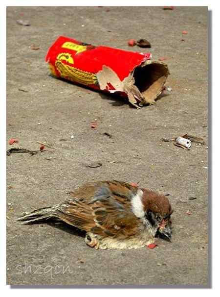 路边一幕 麻雀没能躲过鞭炮的“枪林弹雨”