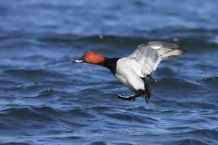 祝女影友节日快乐   送上一组漂亮的鸭子(10种鸭子)