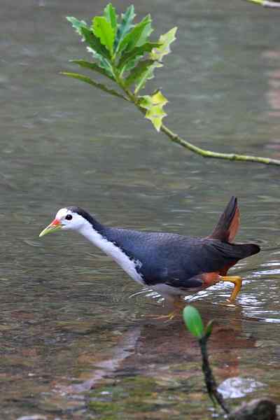跳跃的白腹秧鸡