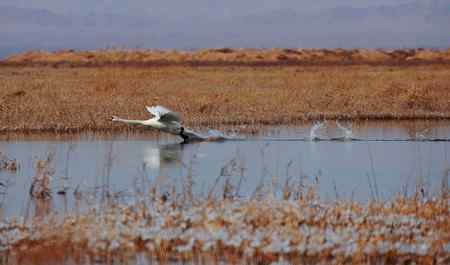 海鹰一号的疣鼻天鹅