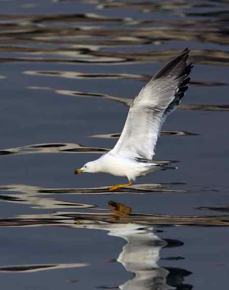 山东龙口拍摄：“五彩海鸥”