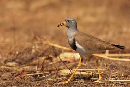 中国的四种麦鸡