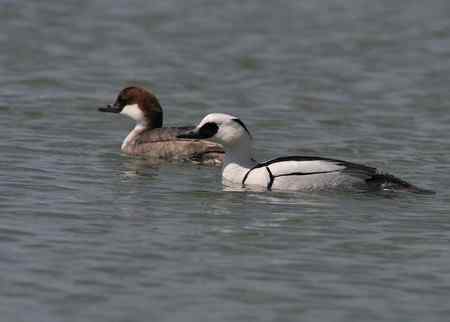 白秋沙鸭照片多张
