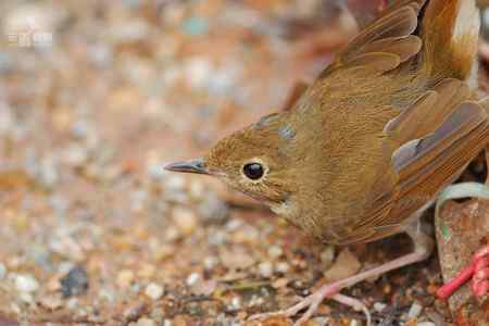 小鸟被捕鼠夹夹住：紧急求助