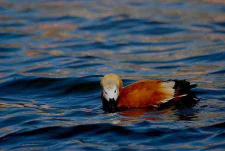 风中受伤的赤麻鸭