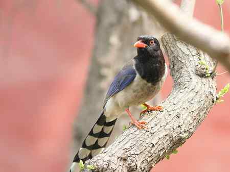 大斑啄木鸟+红嘴蓝鹊