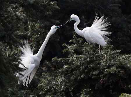 见证象山：“一对相爱明星鸟儿”