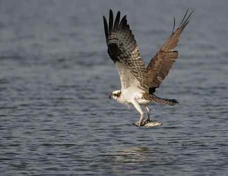 鱼鹰小集（Osprey）