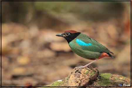 Hooded Pitta - Singapore 鸊鷉——新加坡