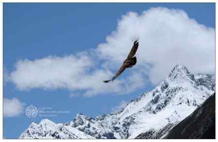 走进西藏观鸟【组图】