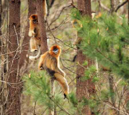 拍鸟拍到了川金丝猴