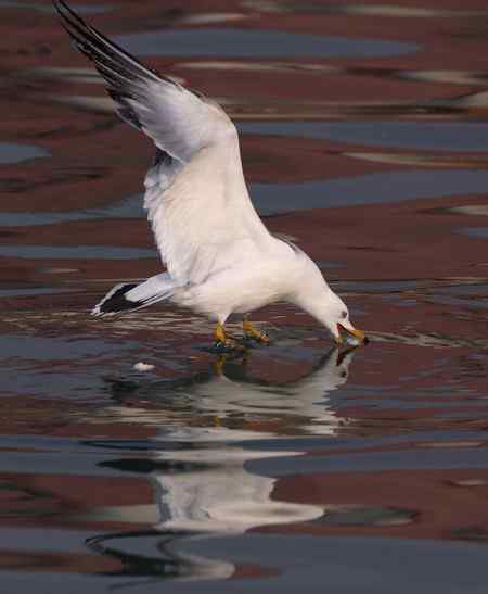 山东龙口拍摄:“五彩海鸥”