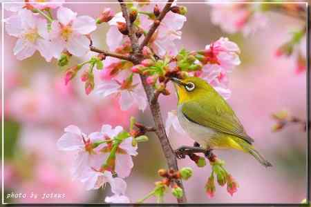 吉野櫻 綠繡眼