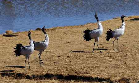 云贵寻鹤行   云南昭通大山包篇
