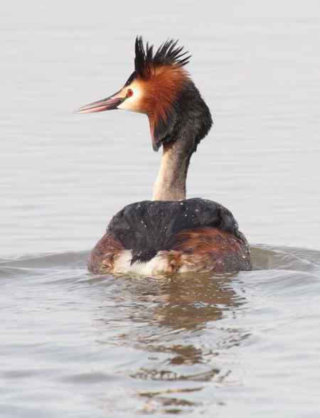 太阳岛的鸟  凤头