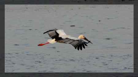 东方白鹳 越来越好看
