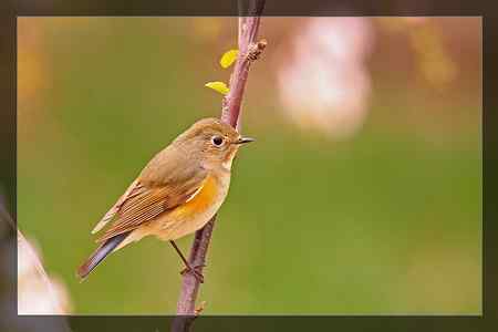 小收获    红胁蓝尾鸲