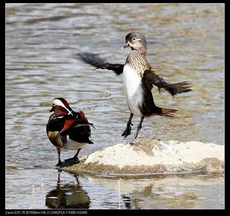 鸳鸯做自由体操