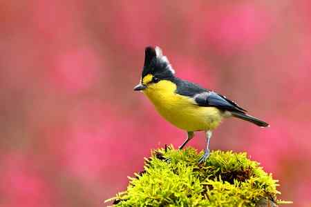 鸟网2010年第一季度精彩鸟图大回放！