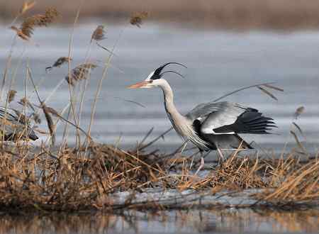 冰上苍鹭,白面皮鹭