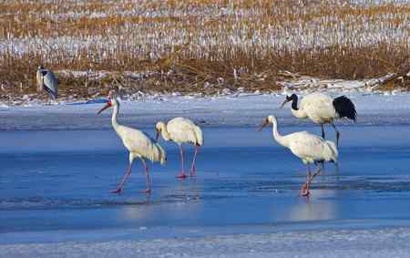阳春三月莅临盘锦的白鹤