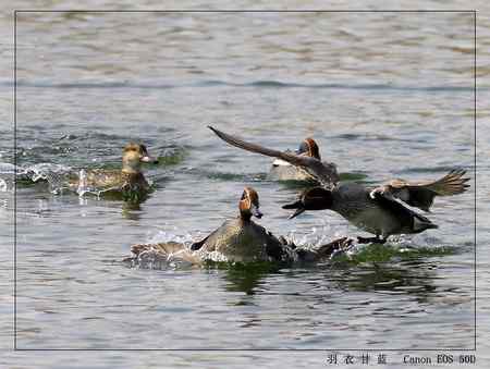 活泼可爱的绿翅鸭