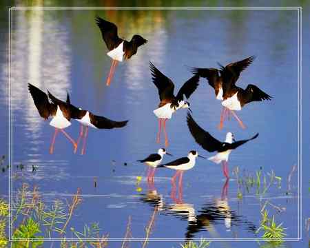 黑翅长脚鹬照片一组