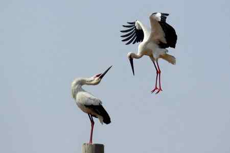 东方白鹳求偶的精彩瞬间