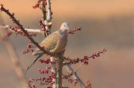 清明节的常见鸟!
