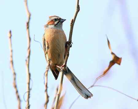 清明节的常见鸟!