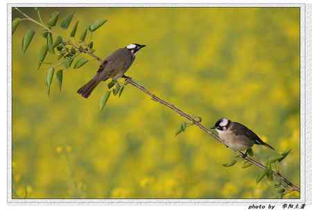 什么叫菜鸟？出自哪里？ 