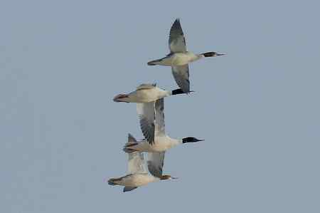 请教老师，求鸭名：普通秋沙鸭还是鸬鹚？