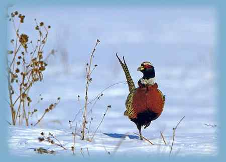 雉鸡画外音——活受罪，不如死了好！