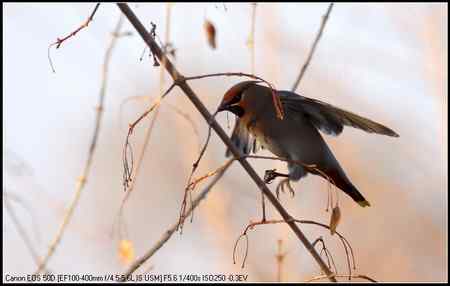 太平鸟 向海自然保护区