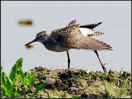 今天收获颇多 发几张综合鸟图 请拍砖！