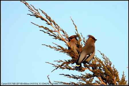 太平鸟 向海自然保护区