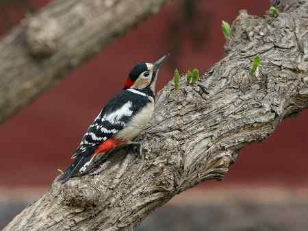 大斑啄木鸟+红嘴蓝鹊