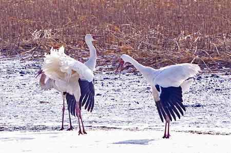 阳春三月莅临盘锦的白鹤