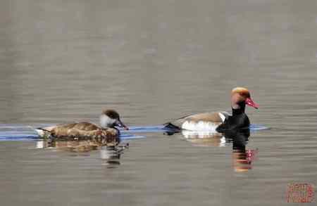 浑河初开丽鸭来：赤嘴潜鸭