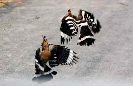 隔着车前挡玻璃的两只戴胜