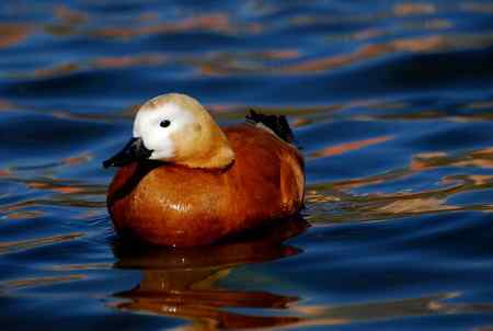 风中受伤的赤麻鸭