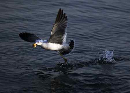 海鸥天生爱吃鱼！！